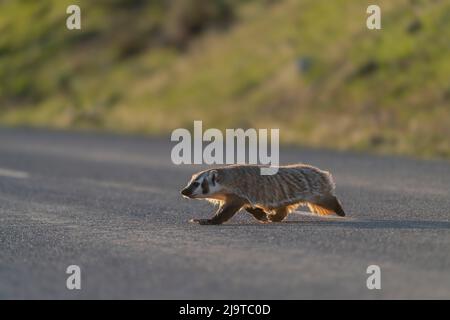 USA, Wyoming, Yellowstone National Park. American Dachs adult Crossing Road. Dachs-Erwachsener, der eine Straße überquert, während er im Lamar Valley auf der Jagd ist. Stockfoto