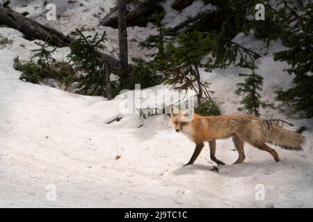 USA, Wyoming, Yellowstone National Park. Nahaufnahme des Rotfuchses in schneebedecktem Feld. Red Fox läuft über ein Schneefeld am Waldrand. Stockfoto