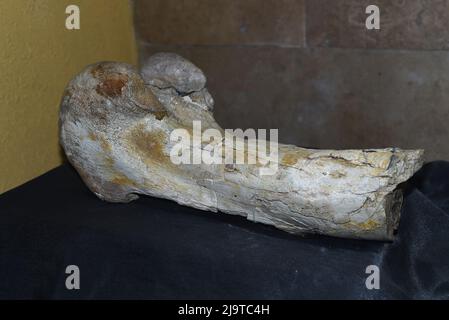 Fossiler Knochen von Saurolophus in der Wüste Gobi gefunden Stockfoto