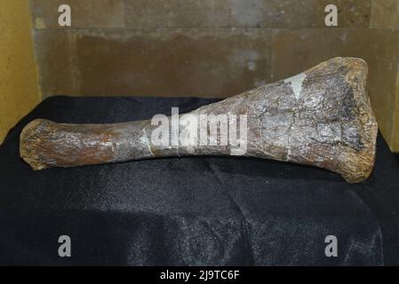 Fossiler Knochen von Saurolophus in der Wüste Gobi gefunden Stockfoto