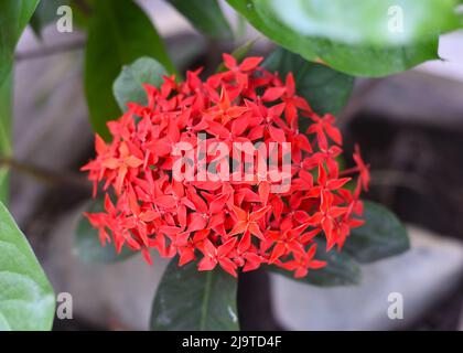 Ixora Blume der westindische Jasmin wächst in Nha Trang Stockfoto