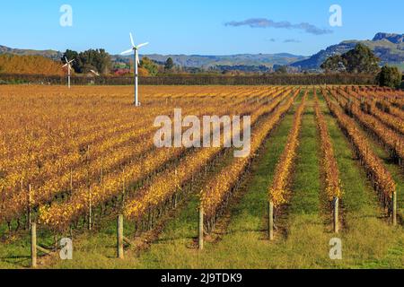 Reihen von Weinreben auf einem Weinberg im Herbst, mit Windmaschinen, um die Trauben vor Frost zu schützen. Hawke's Bay, Neuseeland Stockfoto