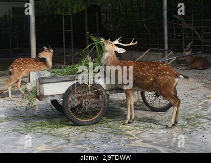 Sika-Hirsche genießen Essen in Vietnam Stockfoto