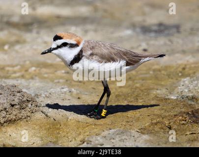 Züchten von Kentish Plover im schönen S'albufera Mallorca Spanien Stockfoto