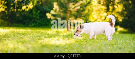 Kleiner Hund Trinkwasser aus Schüssel draußen zu verhindern Überhitzung an heißen Sommertag Stockfoto