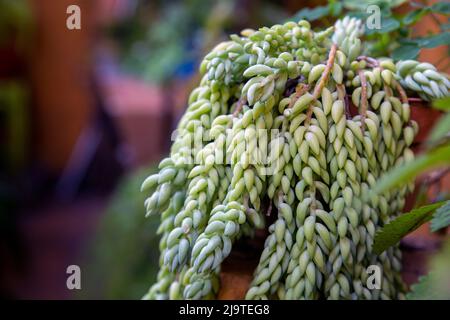 Sedum morganianum, die Eselsschwanzpflanze, ist eine blühende Pflanze aus der Familie der Crassulaceae, Stockfoto