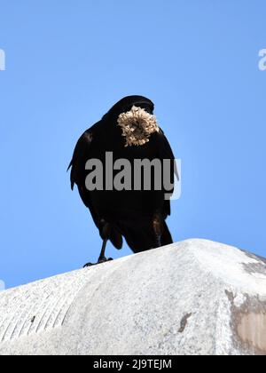 American Crow Eating Wasp Nest Stockfoto