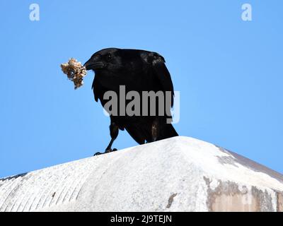 American Crow Füttert Wespen Stockfoto