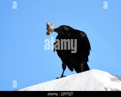 American Crow Eating Wasp Nest Stockfoto