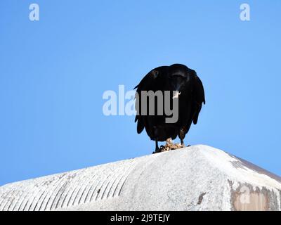 Amerikanische Krähe, Die Wespen Frisst Stockfoto