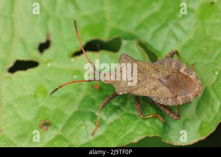 Nahaufnahme des häufigen, pflanzenfressenden Dockwanzes, Coreus marginatus, der auf seiner Wirtspflanze Sorrel, Rumex acetosa im Garten sitzt Stockfoto