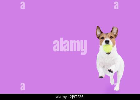 Lustige Hund spielen und laufen in Richtung Kamera ruft Tennisball auf einfarbigen Hintergrund Stockfoto