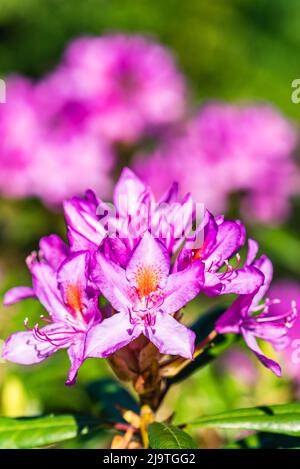 Lila Blüten von Rhododendron in der Sonne Stockfoto