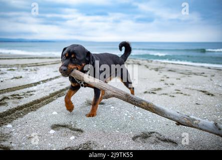 Ein großer, starker Hund mit einem fröhlichen, fröhlichen und freundlichen Charakter wird mit einem großen, trocken gebogenen Stock bei kaltem, bewölktem Meerwetter auf einem sandigen, wilden Ass gespielt Stockfoto