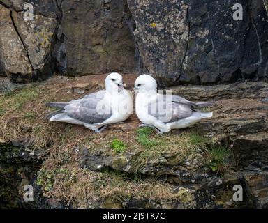 Zwei Fulmars auf einem Felsvorsprung im Mull Head Naturschutzgebiet, Deerness, Orkney, Schottland Stockfoto