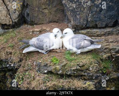 Zwei Fulmars auf einem Felsvorsprung im Mull Head Naturschutzgebiet, Deerness, Orkney, Schottland Stockfoto