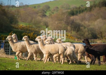 Alpakaschar, Alpakafarm, Wales, Großbritannien Stockfoto