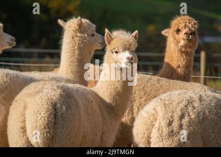 Alpakaschar, Alpakafarm, Wales, Großbritannien Stockfoto