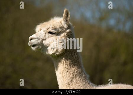 Leiter von Alpaca, Alpaca Farm, Wales, Großbritannien Stockfoto