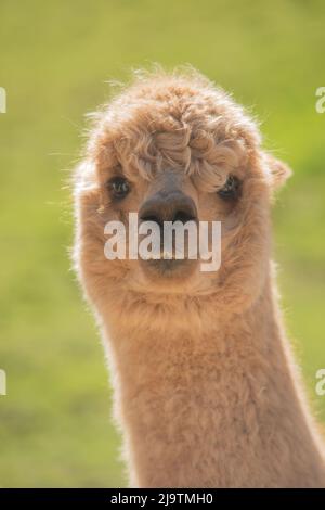 Leiter von Alpaca, Alpaca Farm, Wales, Großbritannien Stockfoto