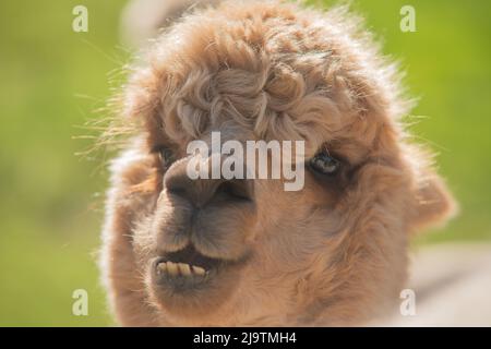 Leiter von Alpaca, Alpaca Farm, Wales, Großbritannien Stockfoto