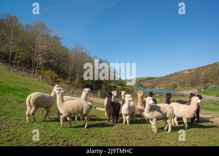 Alpakaschar, Alpakafarm, Wales, Großbritannien Stockfoto