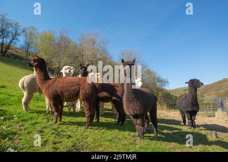 Alpakaschar, Alpakafarm, Wales, Großbritannien Stockfoto