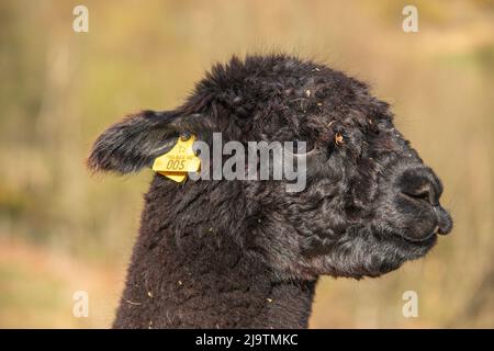 Leiter von Alpaca, Alpaca Farm, Wales, Großbritannien Stockfoto