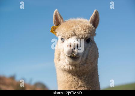 Leiter von Alpaca, Alpaca Farm, Wales, Großbritannien Stockfoto