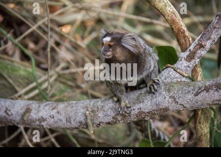 Der in Rio de Janeiro als Stern bekannte Affe. Stockfoto