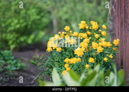 Trollius asiaticus Pflanze blüht mit gelben Blüten im Garten Stockfoto