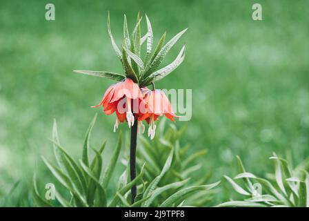 Fritillaria imperialis oder Kaisers Kronenpflanze blüht im Frühjahr, Kopierraum Stockfoto