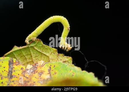 Catterpiller des schnellen Schmetterlings, Satara, Maharashtra, Indien Stockfoto