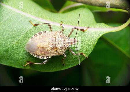Erthesina acuminata, Grey Stink Bug, Satara, Maharashtra, Indien Stockfoto