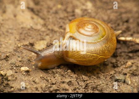 Cremnoconchus-Syhadrensismus, Satara, Maharashtra, Indien Stockfoto