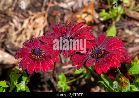 Sydney Australien, rote Blüten von osteospermum oder afrikanische Gänseblümchen mit Regentropfen auf Blütenblättern Stockfoto
