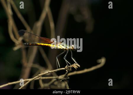 Gelbe und schwarze Damselfliege, Satara, Maharashtra, Indien Stockfoto