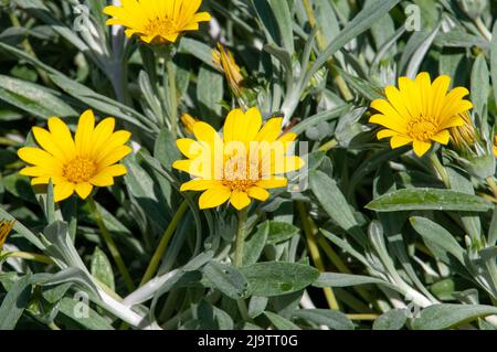 Sydney Australia, silberne Gazania mit leuchtend gelben Blüten mit gelben Zentren Stockfoto