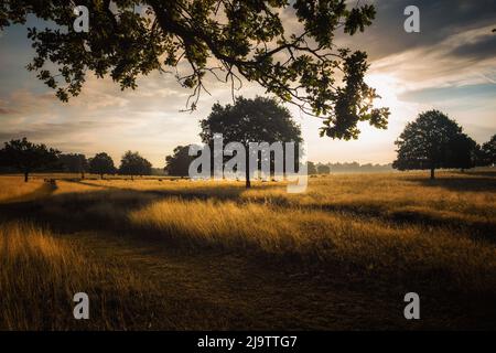 Rothirsche grasen auf einem Feld mit Bäumen. Richmond Park, London, England. Stockfoto
