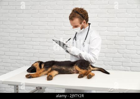 Seitenansicht des Arztes in weißer Robe, Schutzhandschuhen und Maske, die die Ergebnisse der medizinischen Untersuchung auf dem schlafenden Hund im Hintergrund aufzeichnen. Männlicher Tierarzt macht Notizen über die Gesundheit des Hundes. Konzept der tierärztlichen Tätigkeit. Stockfoto