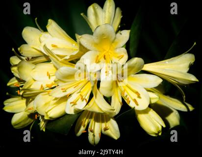 bush Lily, Calgary Zoo Alberta Stockfoto