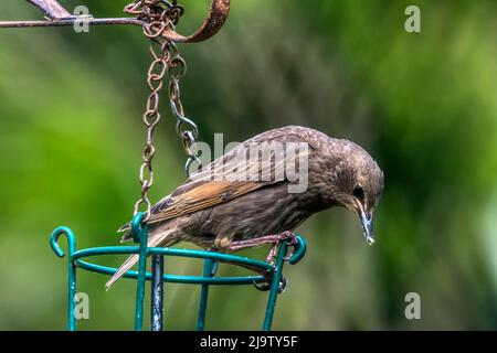 Der Jungstar Sturnus vulgaris thront auf einem Futterhäuschen im Garten. Stockfoto