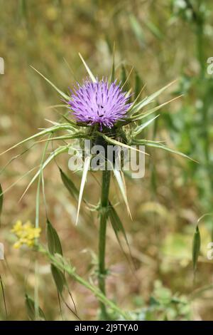 Violette Deseret Distel - Vertikal Stockfoto