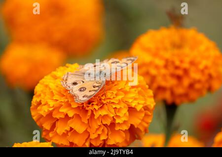 Orangefarbener Schmetterling auf orangefarbener Blüte, Ringelblume verschwommen. Stockfoto
