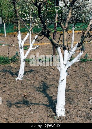 Obstgarten Bäume weiß mit wasserbasierten Latexfarbe zum Schutz gemalt Stockfoto