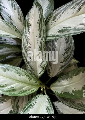 Blätter auf schwarzem Hintergrund. Tropfen. Bildschirmschoner. Heimisch. Stockfoto