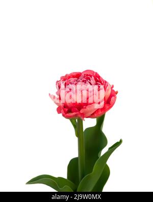 Die Blume ist isoliert. Flauschige rosa Tulpe. Stockfoto