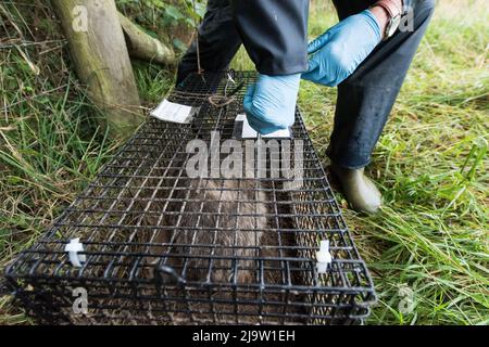 Haarprobe wird mit einer Schere für DNA-Tests geschnitten. Dachsimpfung, Wales, Großbritannien Stockfoto