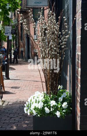 Boston, Massachusetts, USA. 24.. Mai 2022. Blumenpracht im Frühling entlang der Charles Street Einkaufsstraße. (Bild: © Kenneth Martin/ZUMA Press Wire) Stockfoto