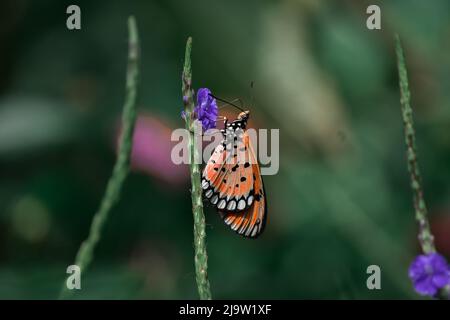 Farbenfroher Schmetterling auf Blume Stockfoto